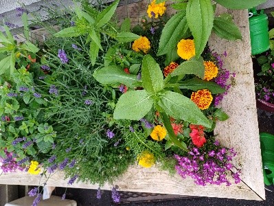 plants
